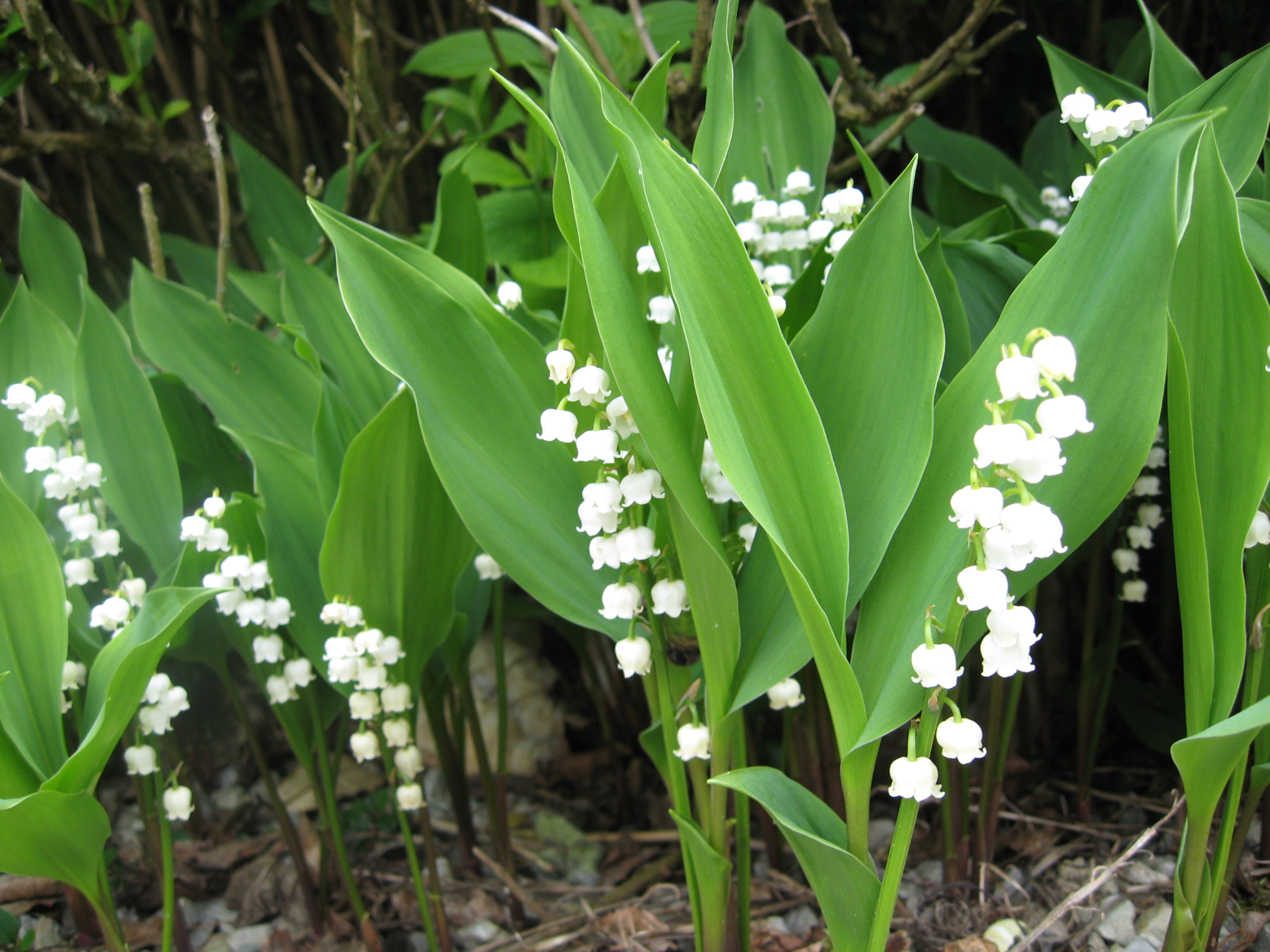 muguet-lily_of_the_valley.jpg