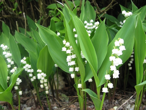muguet or lily_of_the_valley